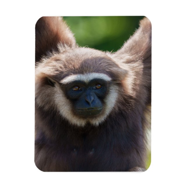 Close-Up of a Hanging Gibbon Magnet (Vertical)