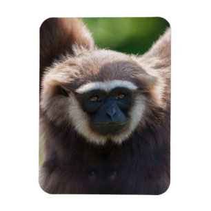 Close-Up of a Hanging Gibbon Magnet