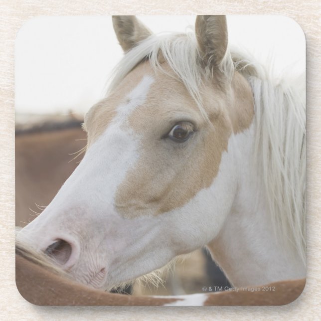 Close up of a herd of horses 2 coaster (Front)