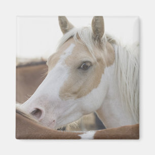 Close up of a herd of horses 2 magnet