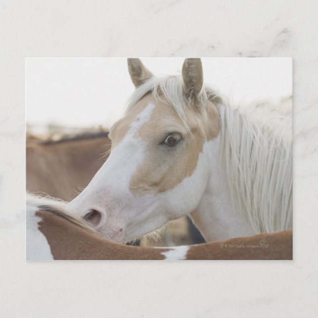 Close up of a herd of horses 2 postcard (Front)