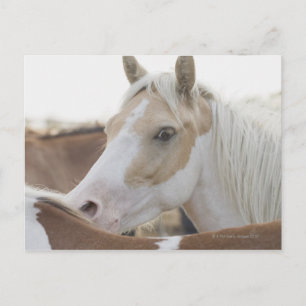 Close up of a herd of horses 2 postcard