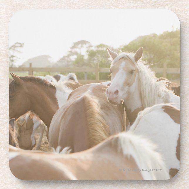 Close up of a herd of horses coaster (Front)