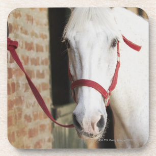 Close-up of a horse 2 coaster