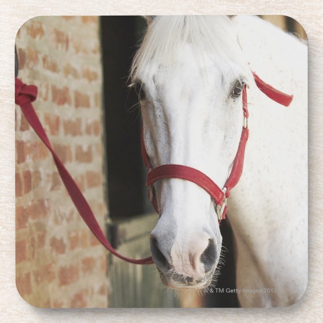 Close-up of a horse 2 coaster (Front)