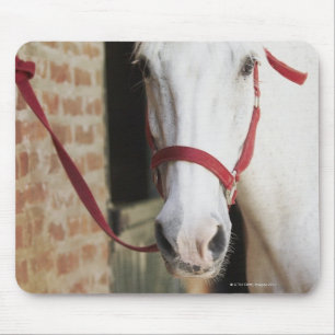 Close-up of a horse 2 mouse pad