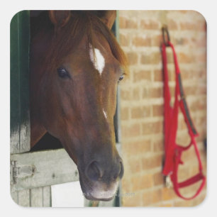 Close-up of a horse 3 square sticker