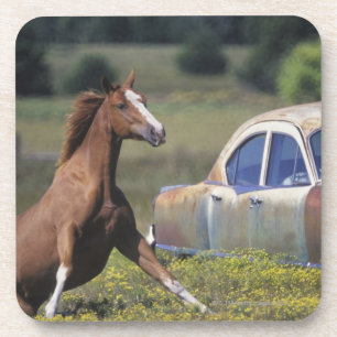 Close-up of a horse running near a car on a coaster