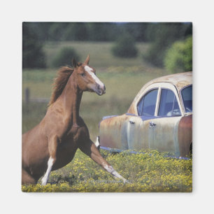 Close-up of a horse running near a car on a magnet