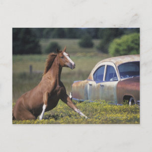 Close-up of a horse running near a car on a postcard