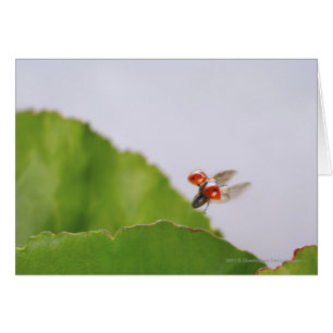 Close-up of a ladybug flying over a leaf