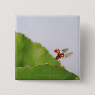 Close-up of a ladybug flying over a leaf 15 cm square badge