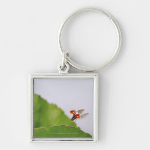 Close-up of a ladybug flying over a leaf key ring