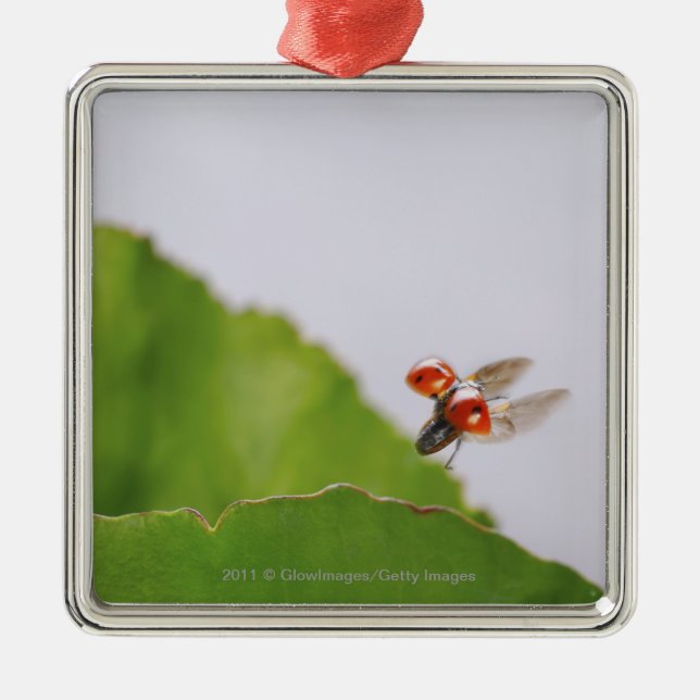 Close-up of a ladybug flying over a leaf metal ornament (Front)