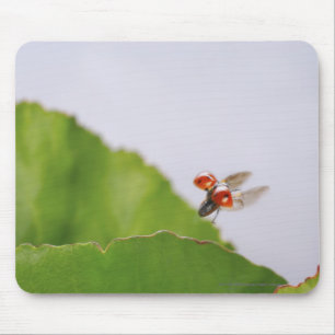 Close-up of a ladybug flying over a leaf mouse pad