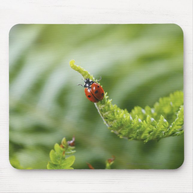Close-up of a ladybug on a branch mouse pad (Front)