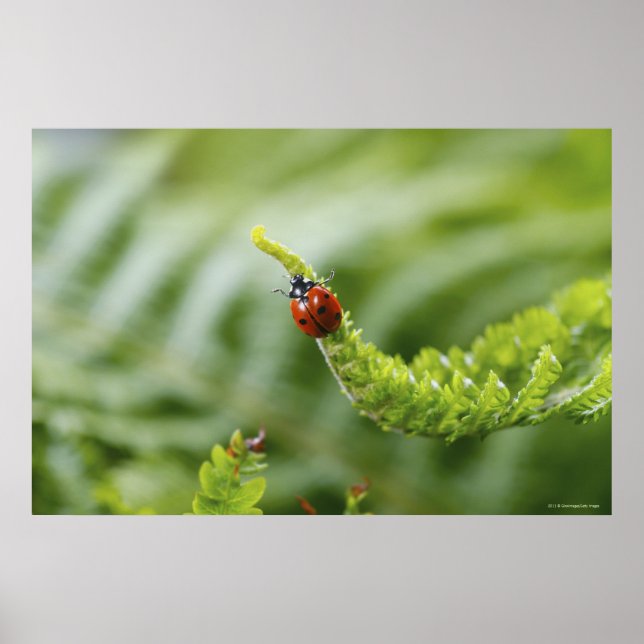 Close-up of a ladybug on a branch poster (Front)