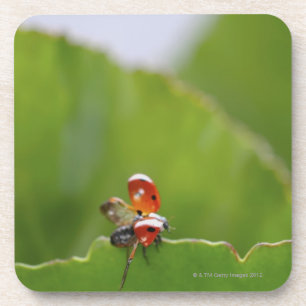 Close-up of a ladybug on a leaf coaster
