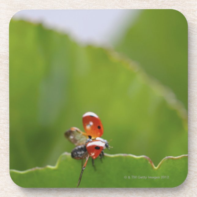 Close-up of a ladybug on a leaf coaster (Front)