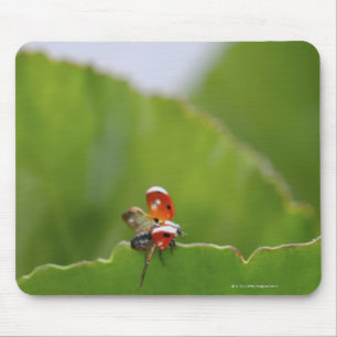 Close-up of a ladybug on a leaf mouse pad