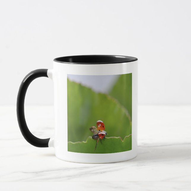 Close-up of a ladybug on a leaf mug (Left)