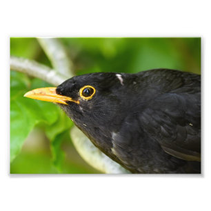 Close Up Of A Male Blackbird Photo Print