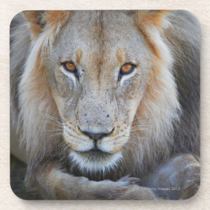close up of a  male lion, Panthera leo, Coaster