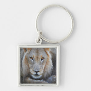 close up of a male lion, Panthera leo, Key Ring