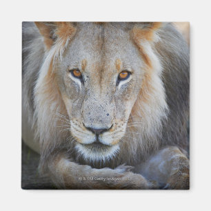 close up of a  male lion, Panthera leo, Magnet