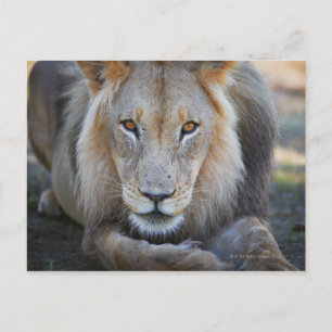 close up of a male lion, Panthera leo, Postcard