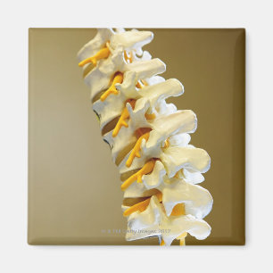 Close-up of a medical model of vertebrae of the magnet
