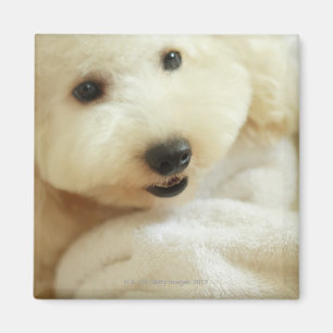 Close-up of a miniature poodle 2 magnet