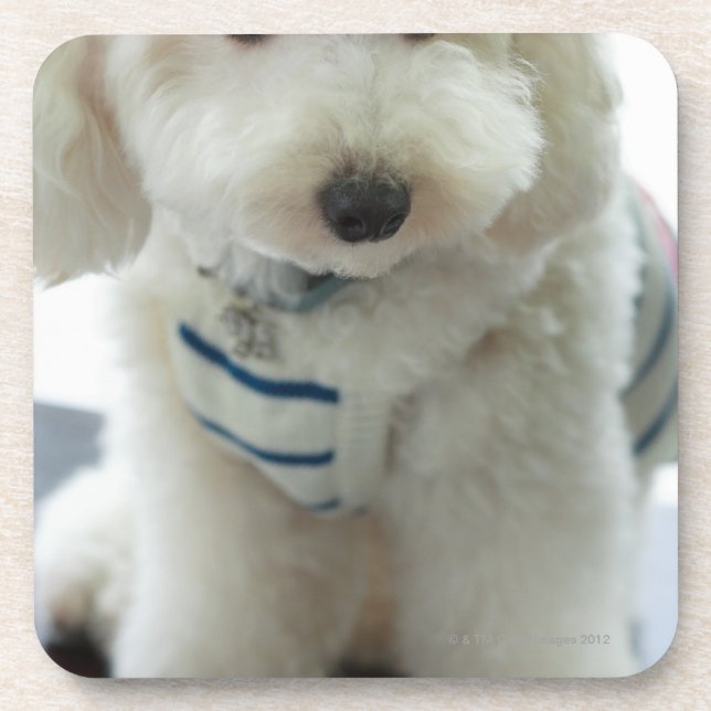 Close-up of a miniature poodle coaster (Front)