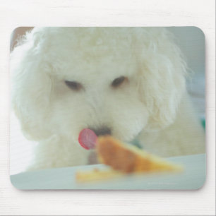 Close-up of a miniature poodle eating food mouse pad