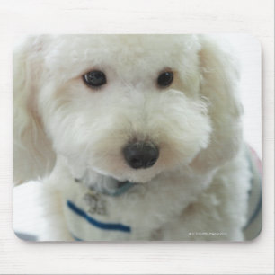 Close-up of a miniature poodle mouse pad