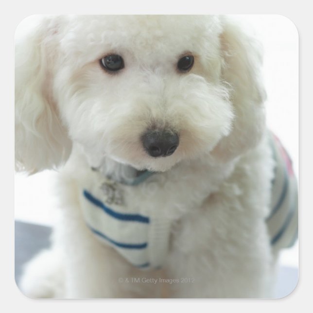 Close-up of a miniature poodle square sticker (Front)