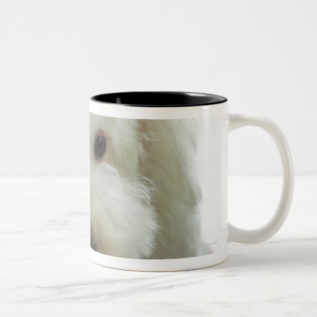 Close-up of a miniature poodle Two-Tone coffee mug (Right)