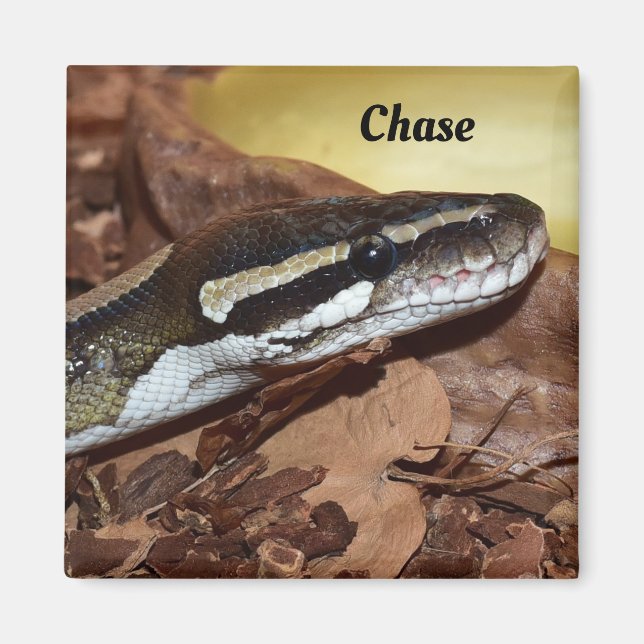 Close up of a Normal Ball Python Snake Magnet (Front)