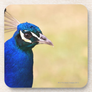 Close-up of a peacock 2 coaster