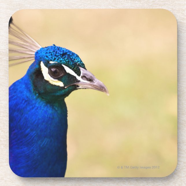Close-up of a peacock 2 coaster (Front)