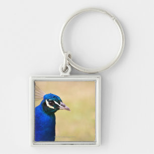Close-up of a peacock 2 key ring