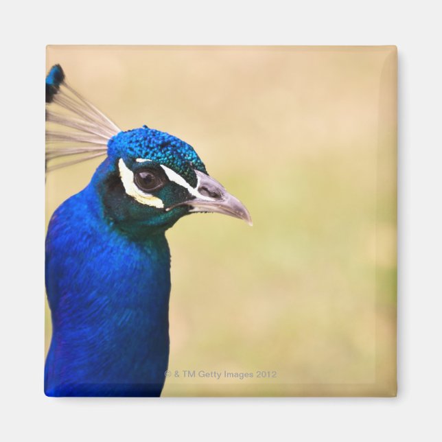 Close-up of a peacock 2 magnet (Front)