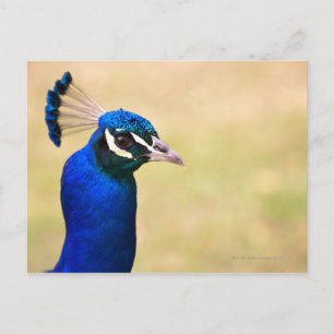 Close-up of a peacock 2 postcard
