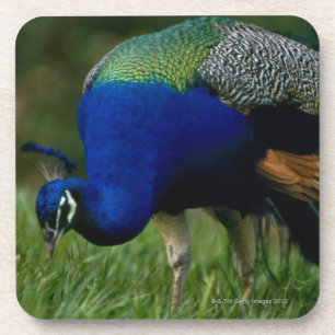 Close-up of a peacock coaster