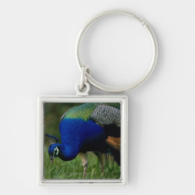 Close-up of a peacock key ring (Front)