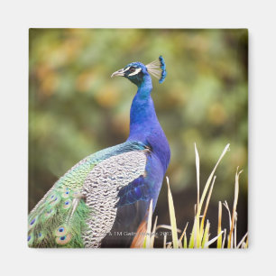 Close-up of a peacock magnet