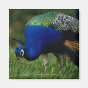 Close-up of a peacock magnet