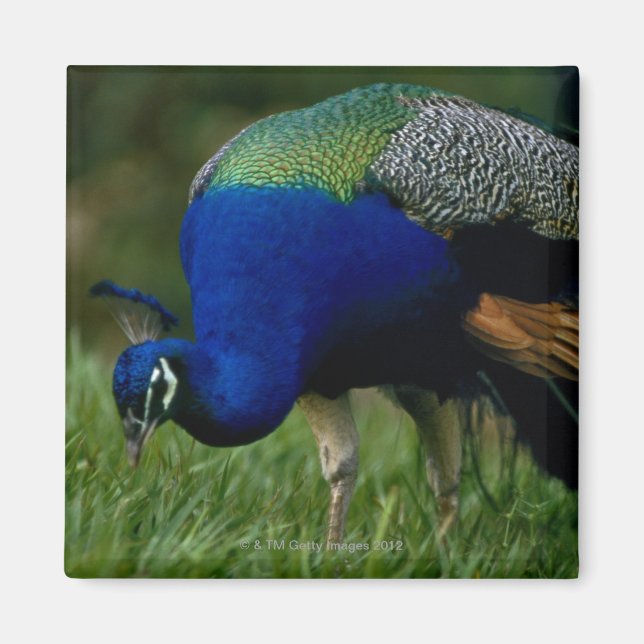 Close-up of a peacock magnet (Front)