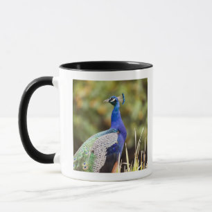 Close-up of a peacock mug