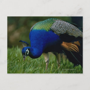 Close-up of a peacock postcard